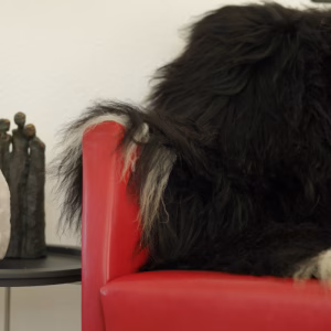 Blissful® Icelandic Sheepskin (black)